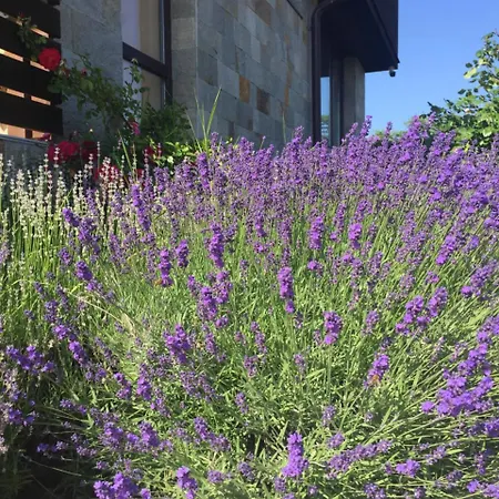 Summer In Viyana 아파트 네세부르